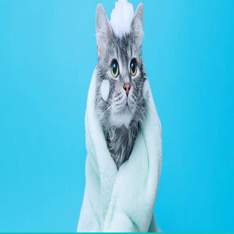 CAT SHAMPOO AND SOAP